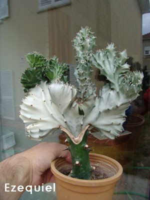 lactea_cristata_ez.jpg