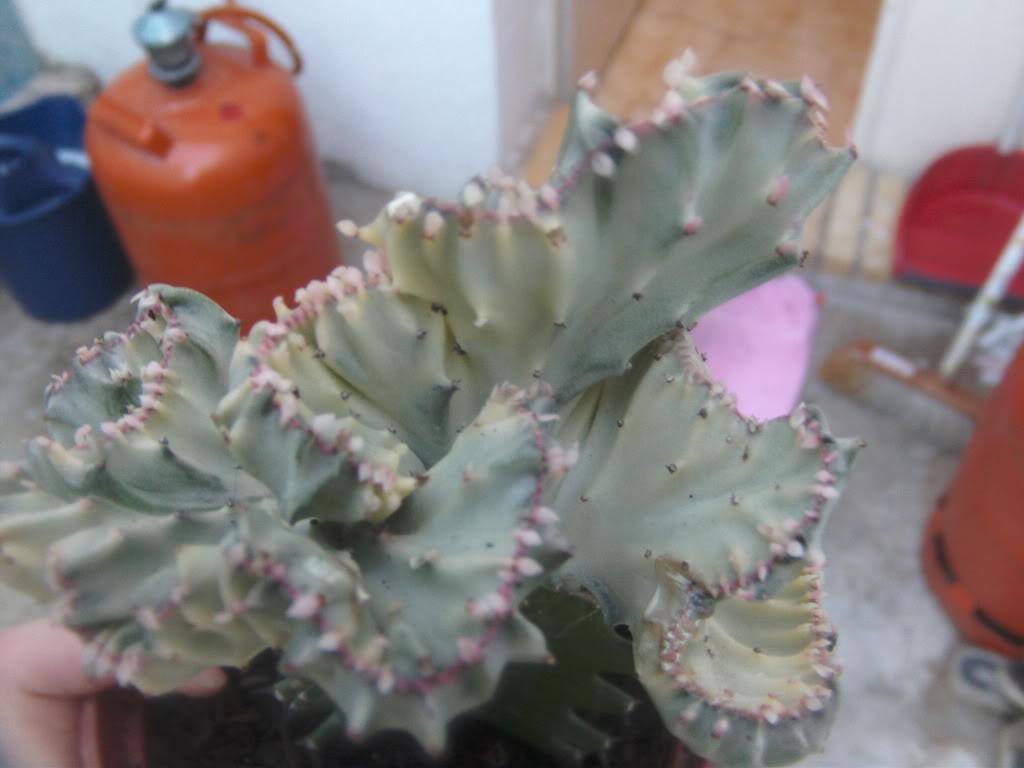 lacteaconproblemas4.jpg