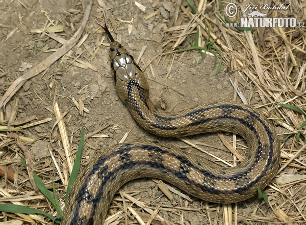 ladder-snake-86382.jpg