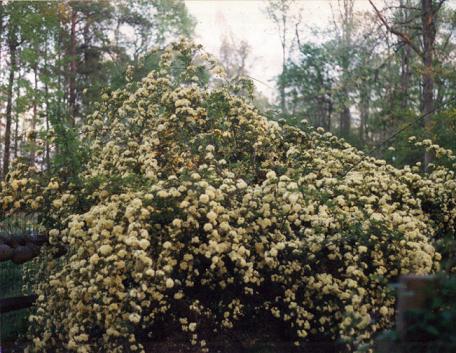 LadyBanksRose.jpg