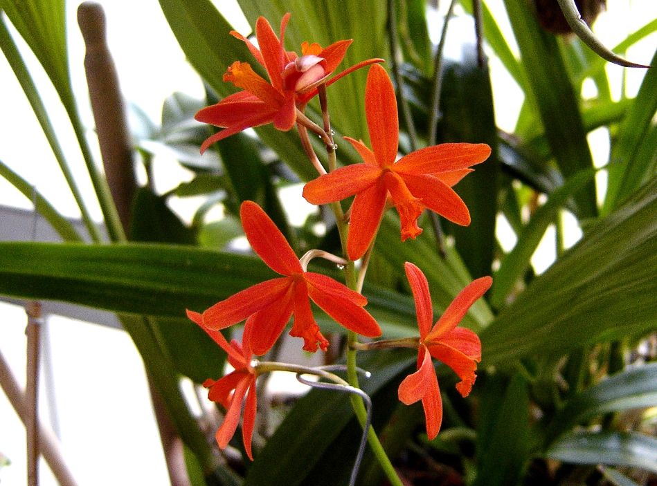 laelia%20milleri.jpg