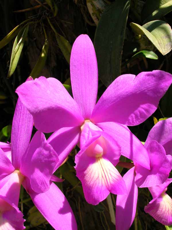 laelia%20o%20cattleya.jpg