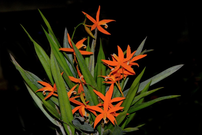 Laelia_0020_harpophylla.jpg