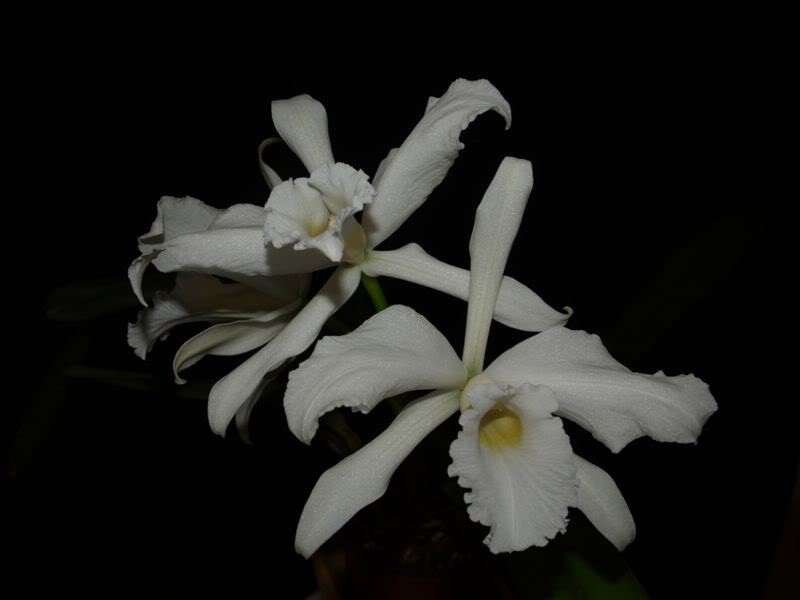 LAELIA_PURPURATA_ALBA.jpg