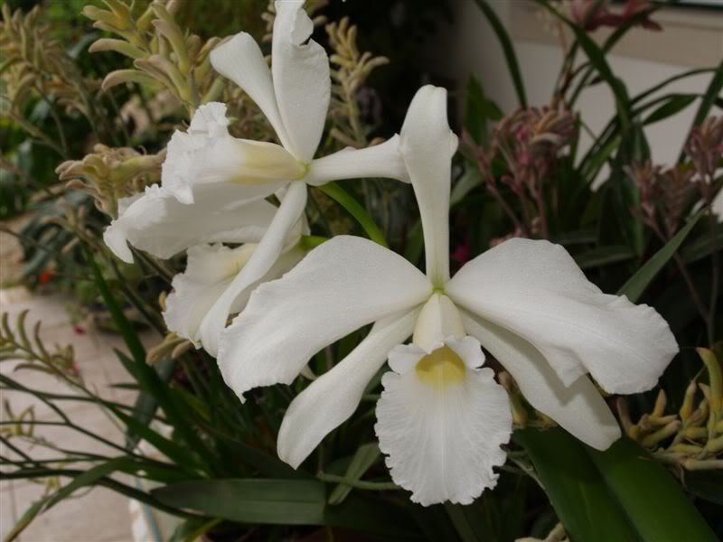 LAELIA_PURPURATA_ALBA_1.jpg