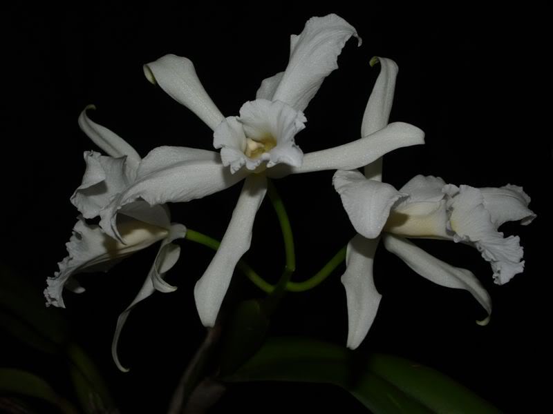 LAELIA_PURPURATA_ALBA_2.jpg