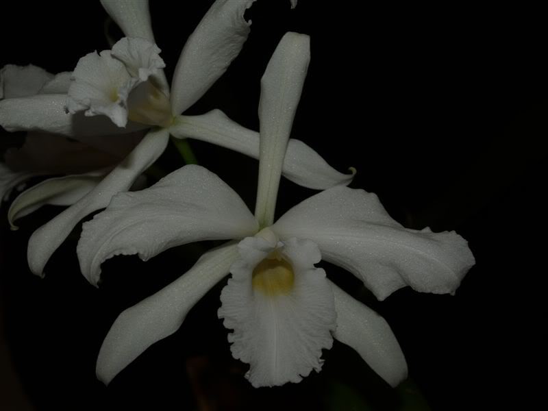 LAELIA_PURPURATA_ALBA_3.jpg