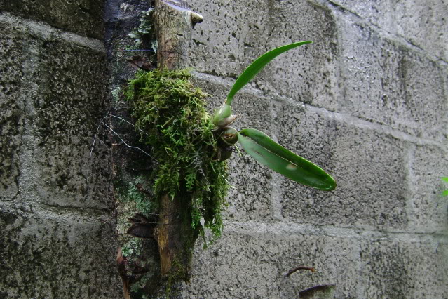 LaeliaRubescens3.jpg