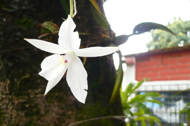 LaeliaRubescens7.jpg