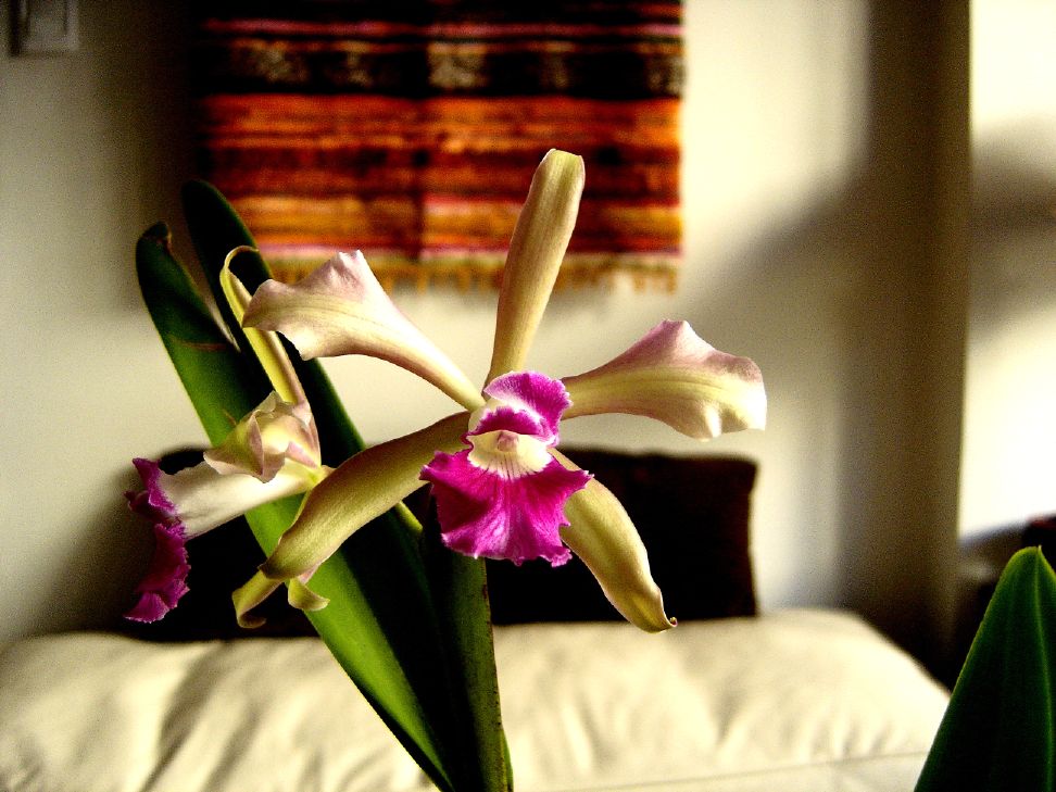 laeliocattleya%20elegans.jpg