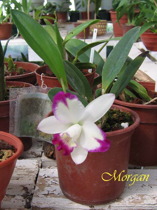 Laeliocattleya%20Hwa%20Yuan%20Angel%20_Little%20Beauty_%2001.jpg