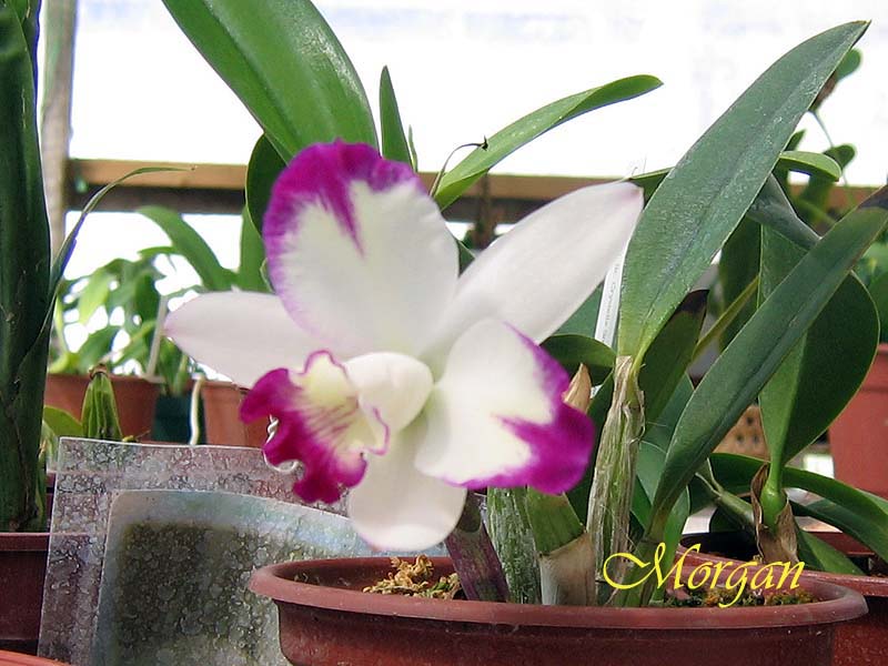 Laeliocattleya%20Hwa%20Yuan%20Angel%20_Little%20Beauty_%2002.jpg