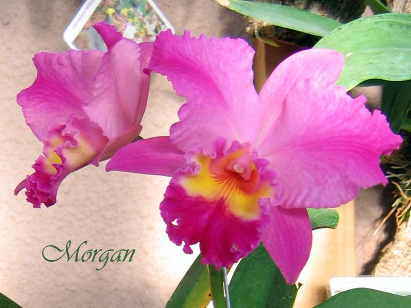 Laeliocattleya%20Irene%20Finney%2004.jpg