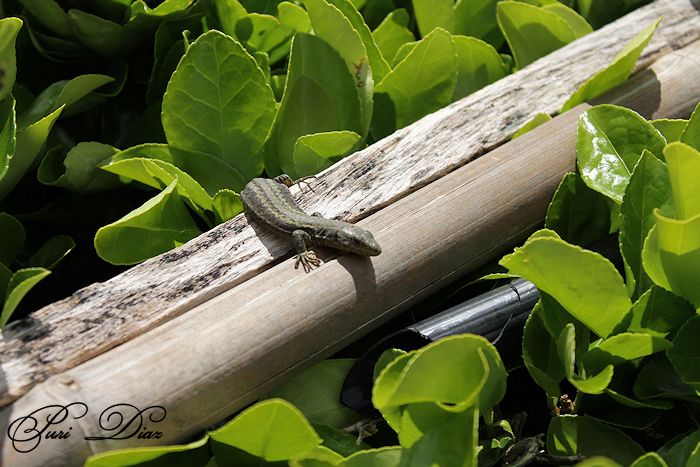 lagarto+28+abril+2012+canon+eos.JPG