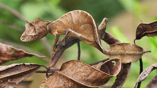 Lagarto+de+hoja+astada.jpg