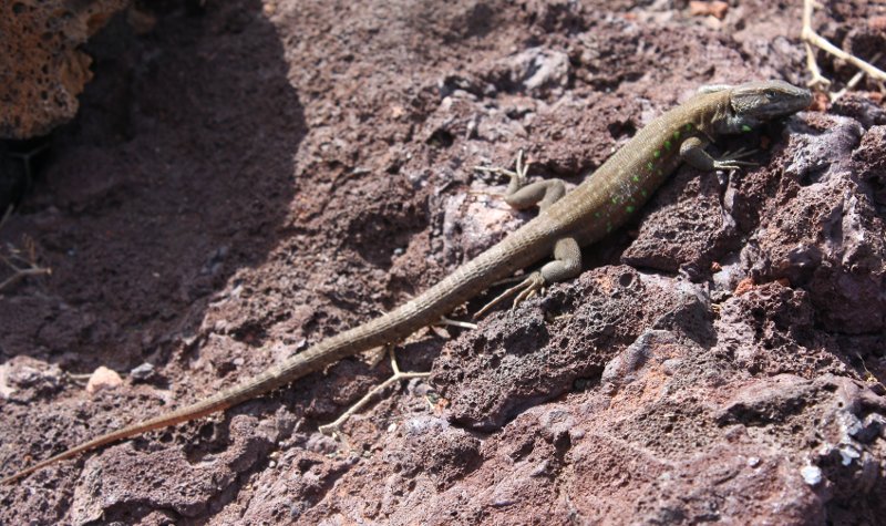lagarto_1400.jpg