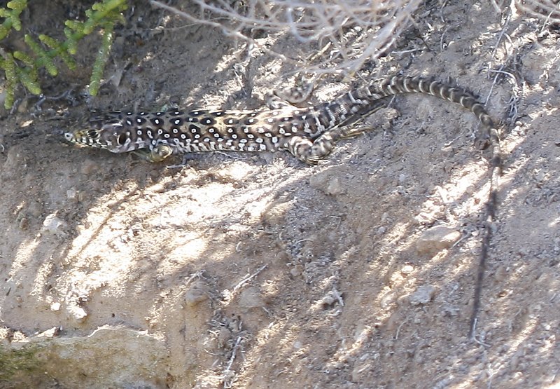 Lagarto_3822.jpg