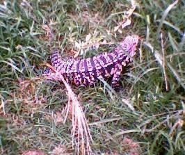 lagarto_gira.jpg