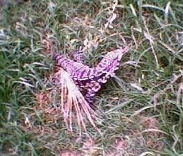 lagarto_perfil.jpg