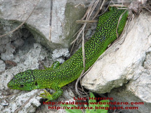 lagarto_verde_machoIMG_5036.jpg