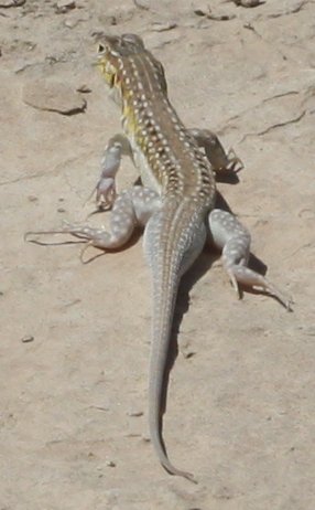 lagartogjul.jpg