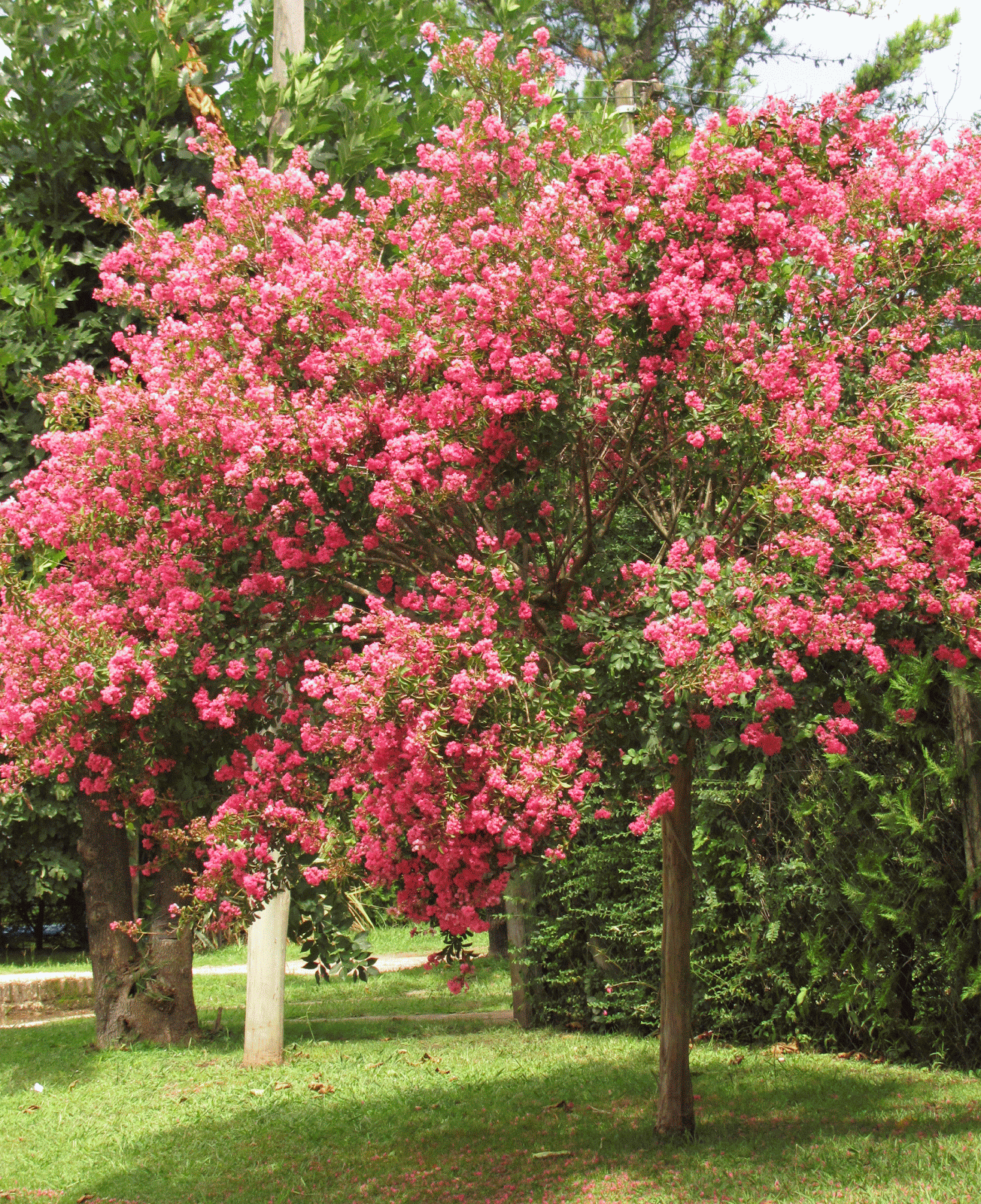 lagerstroemia-1.gif