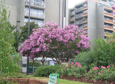 lagerstroemia%20grande%20copia.jpg