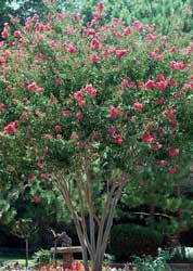 lagerstroemia-indica.jpg