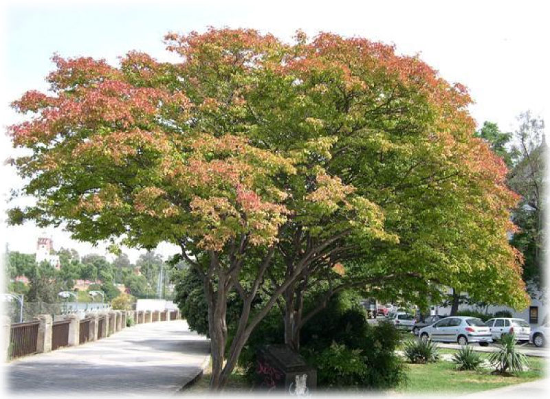 Lagerstroemia-indica.jpg