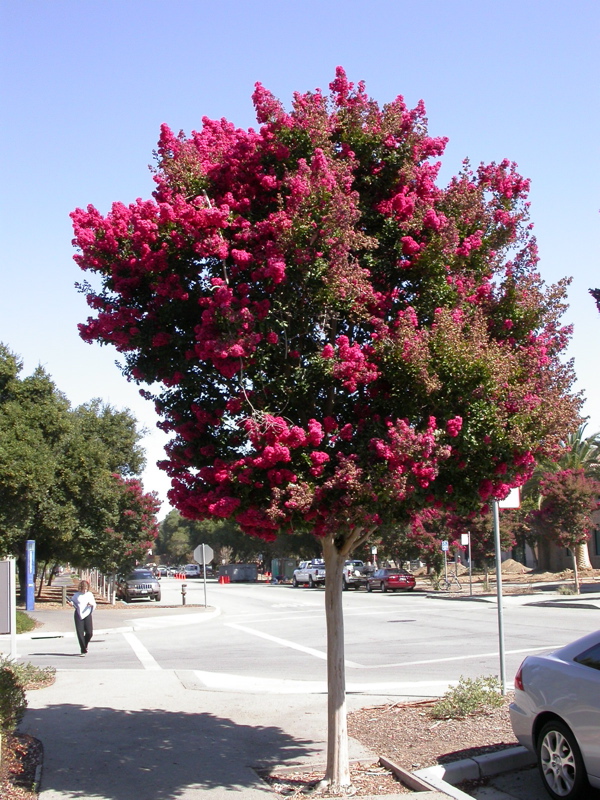 LAGERSTROEMIA-INDICA.jpg
