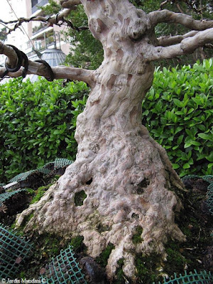 lagerstroemia-indica2.jpg