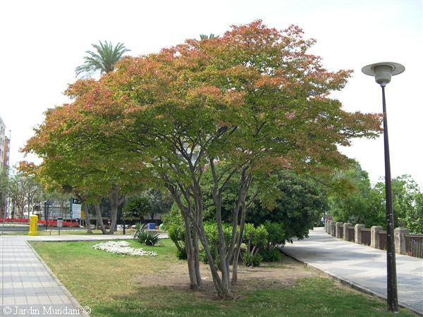 lagerstroemia-sevilla.jpg