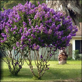 lagerstroemia_indica.jpg