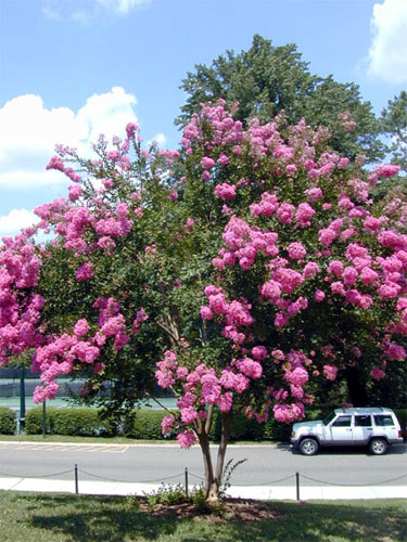 Lagerstroemia_indica_overall.jpg