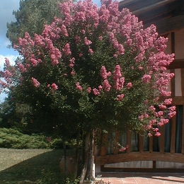lagerstroemia_indica_planfor01.jpg