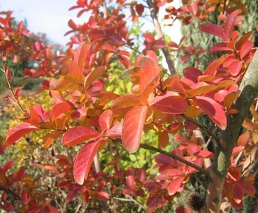 LagerstroemiaIndica051105.jpg