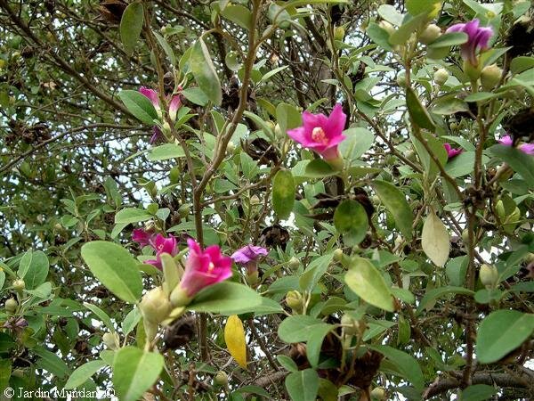 lagunaria.jpg