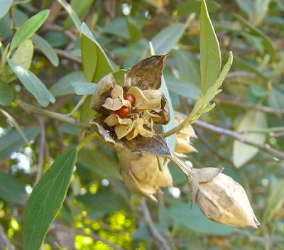 Lagunaria+patersonii+seed+pods.png
