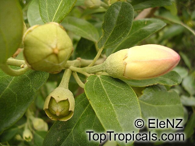 Lagunaria106el.jpg