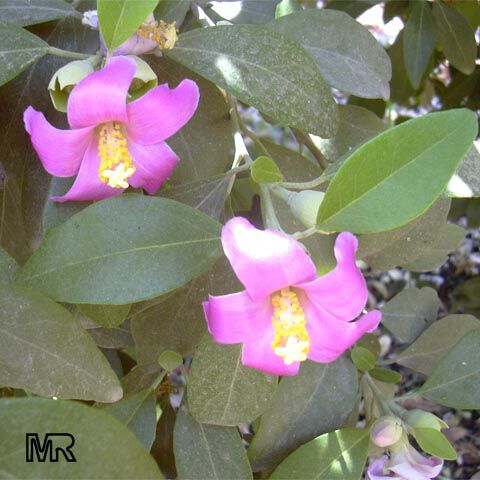 lagunaria_patersonii7721.jpg