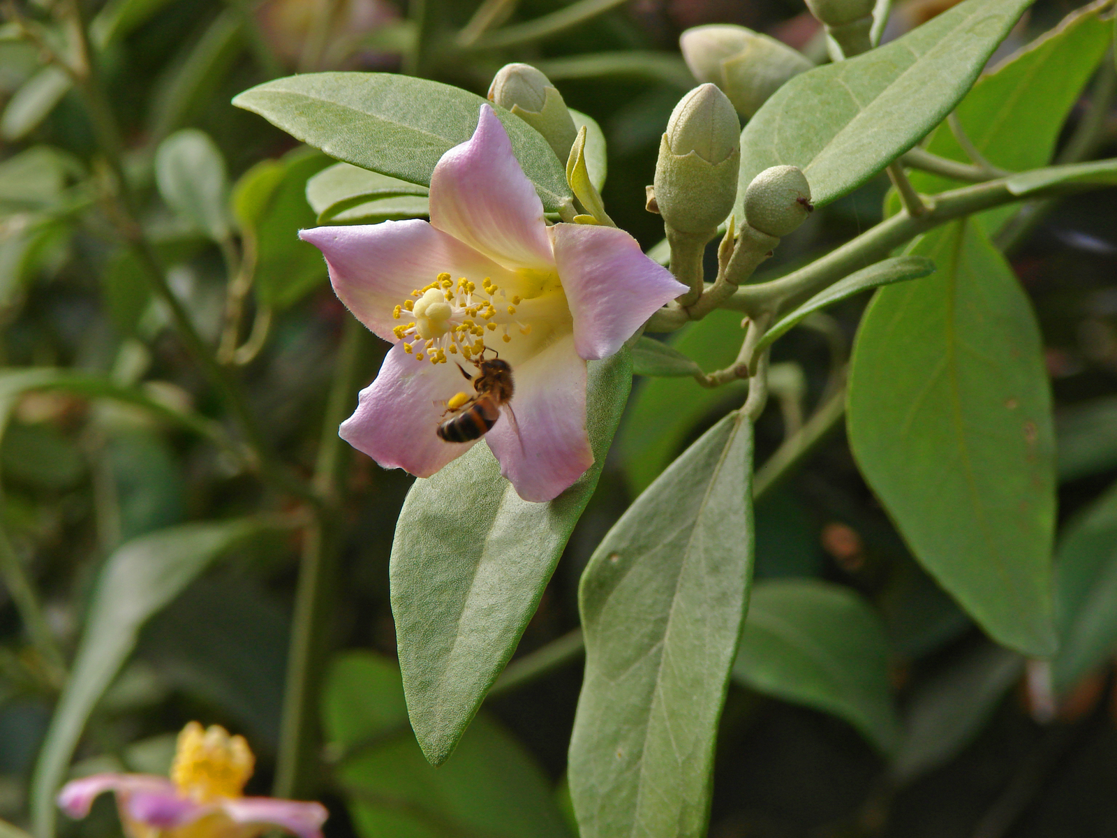 Lagunaria_Petersonii.jpg