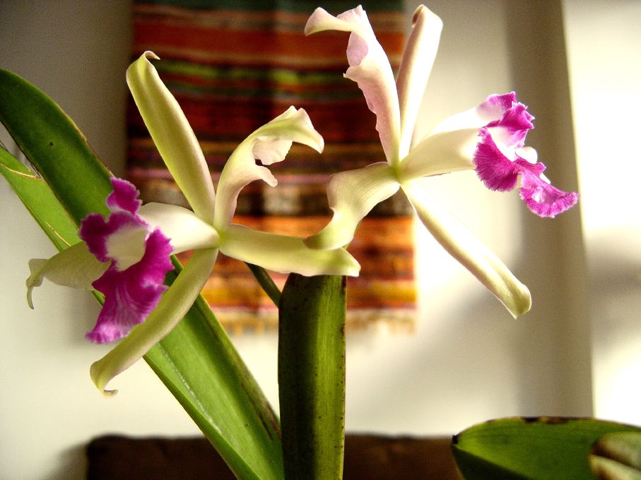 LALIOCATTLEYA%20X%20ELEGANS.jpg
