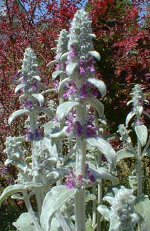 lambsearflower_jun.jpg