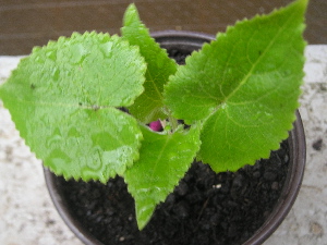 laminaria.jpg