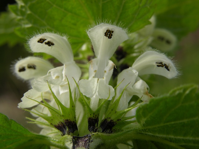 Lamium%20album%2000010.jpg