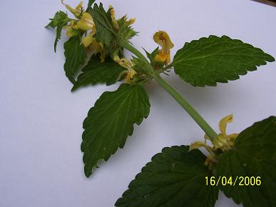 Lamium%20galeobdolon.JPG