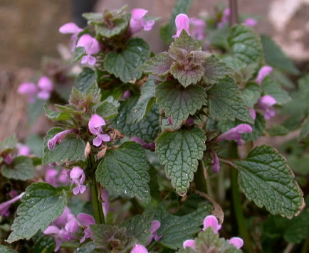 lamium-purpureum-4.jpg