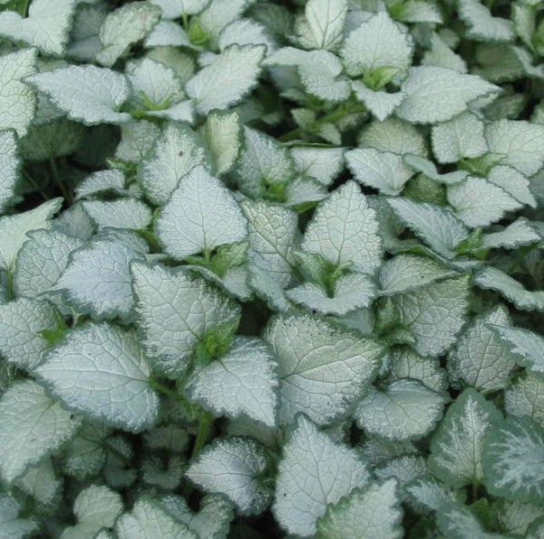 lamium-white-nancy-176-p.jpg