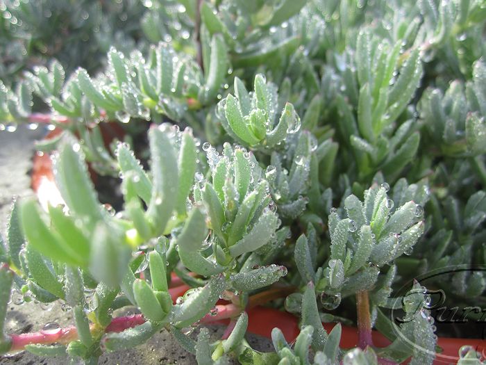 lampranthus+(1).jpg
