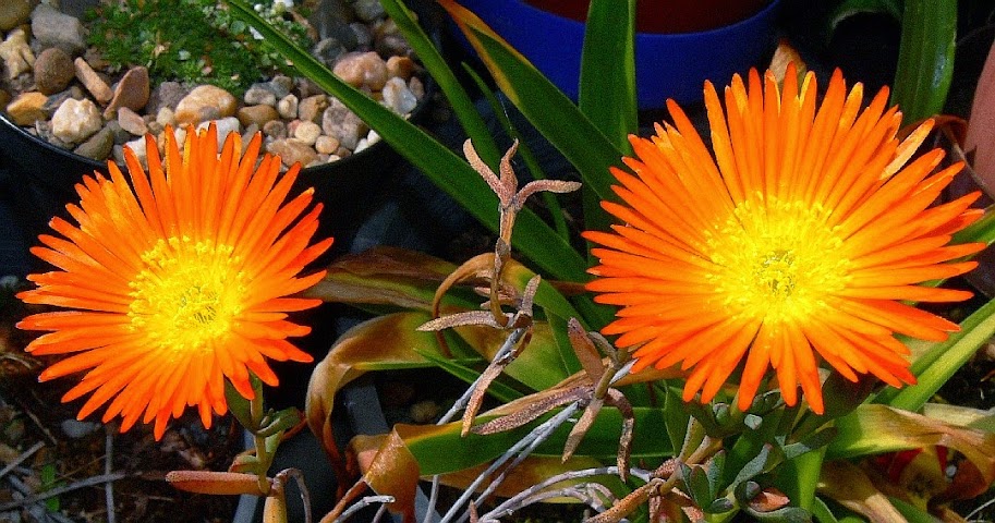 Lampranthus%2Bglaucoides.jpg